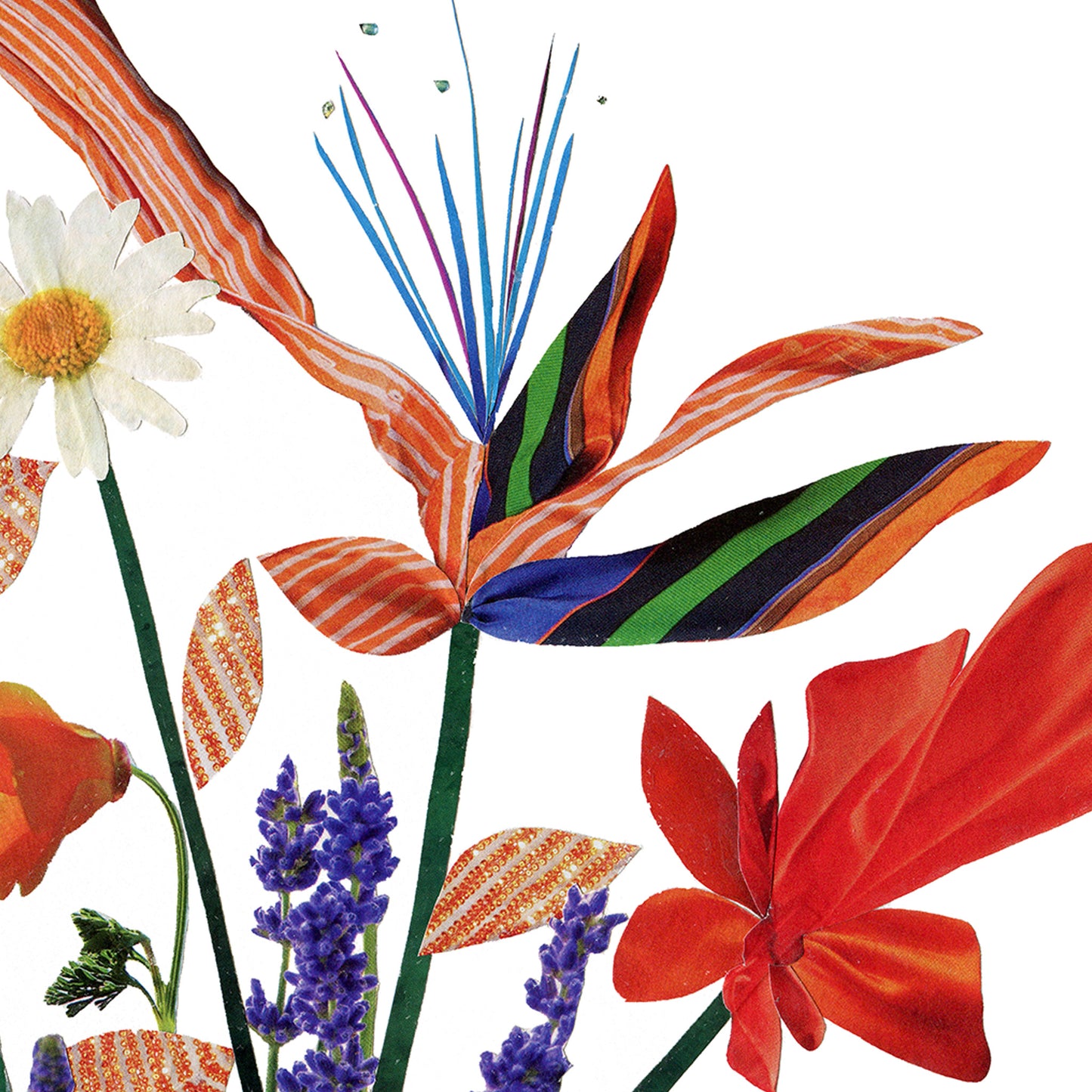 close up of red and striped petal, daisy of fine art print everlasting summer